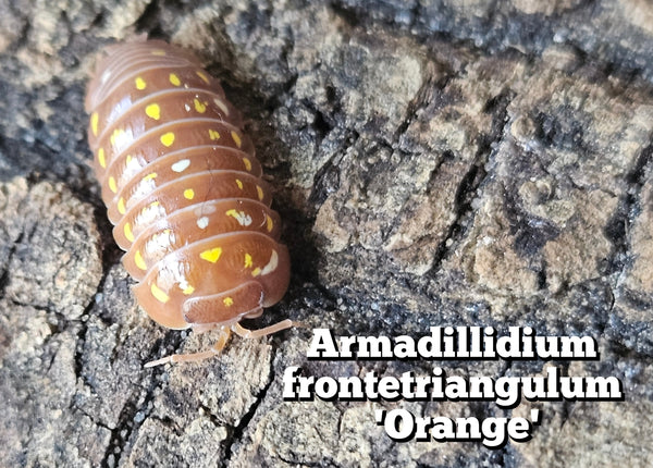 Armadillidium frontetriangulum 'Orange'