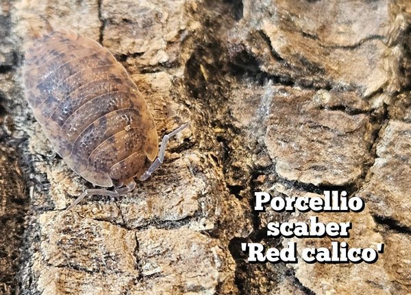 Porcellio scaber 'Red calico'