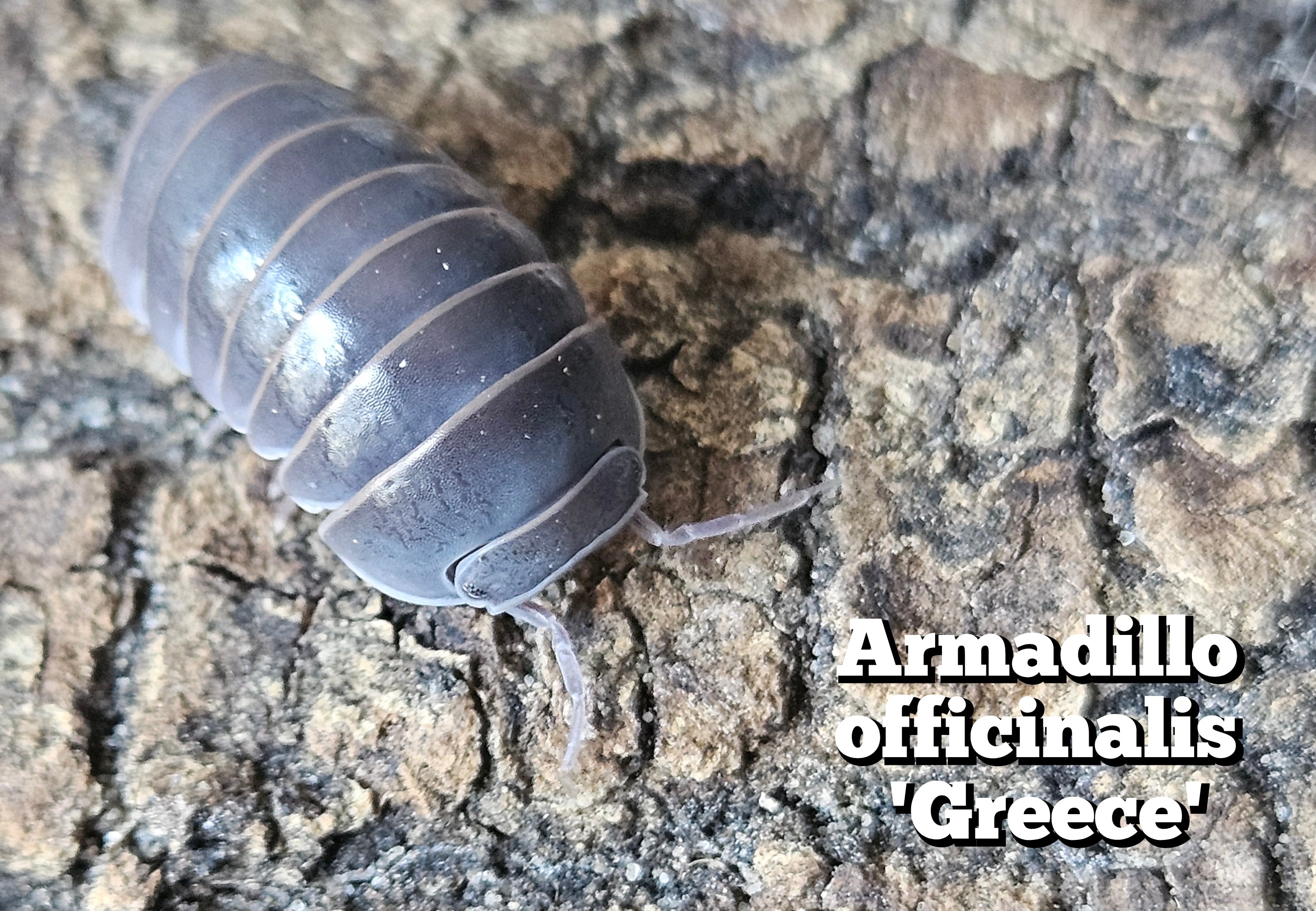 Armadillo officinalis 'Greece'