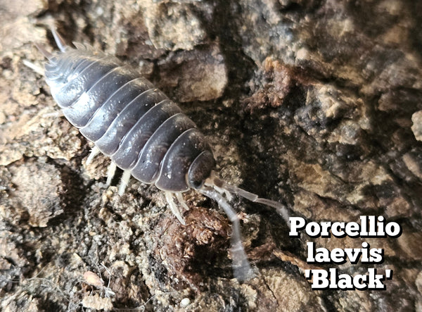 Porcellio laevis 'Black'