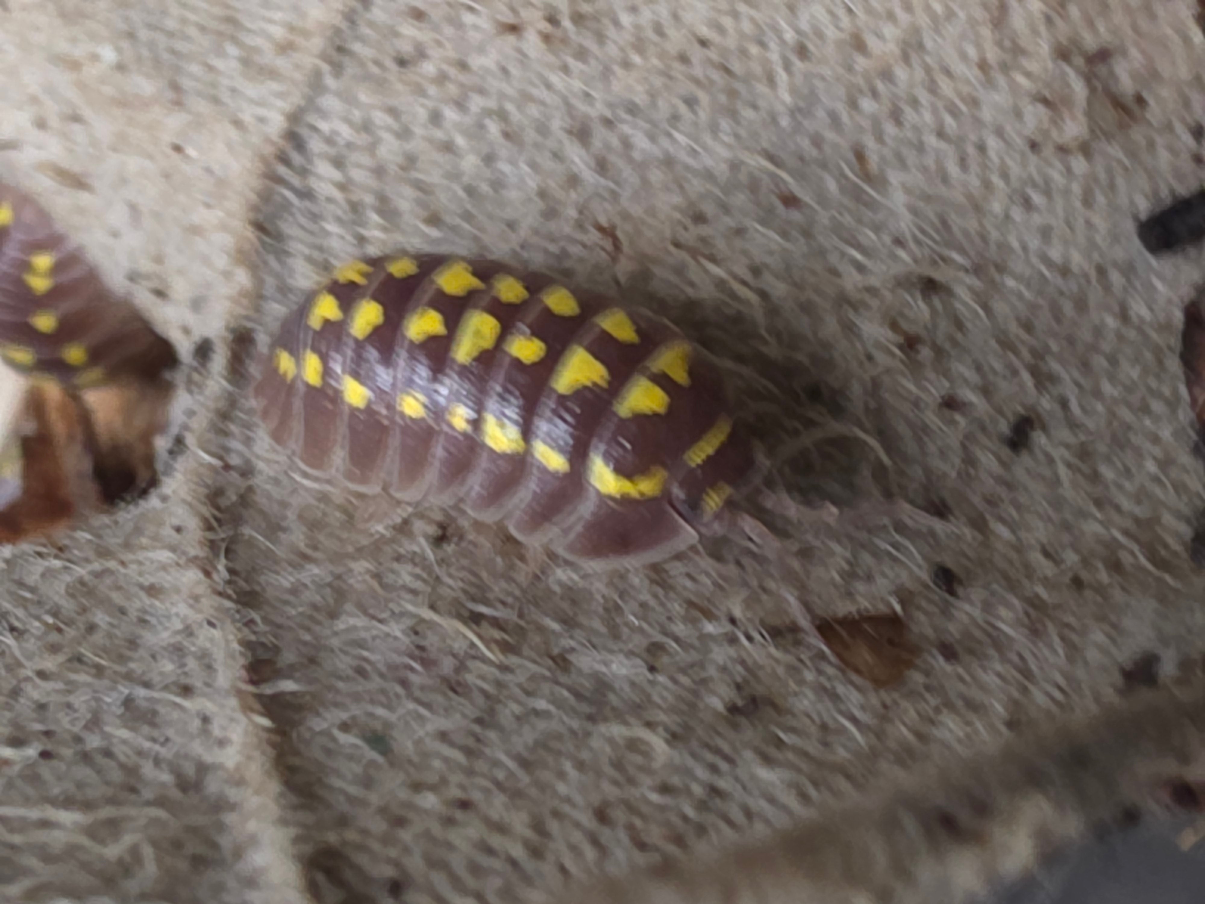 Armadillidium gestroi 'Pink panter'