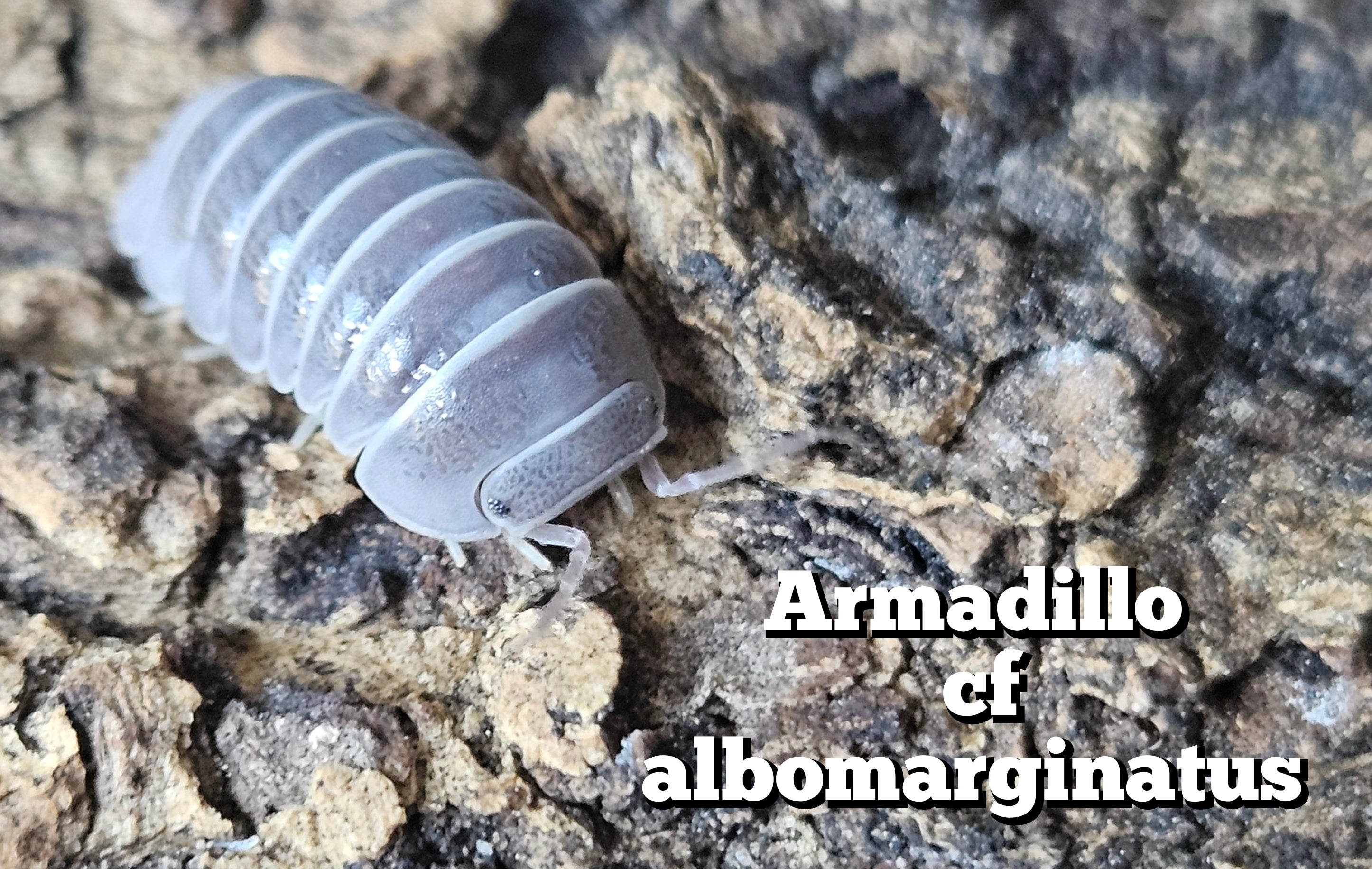 Armadillo cf albomarginatus