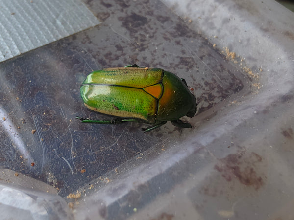 Chlorocala africana cf camerunica