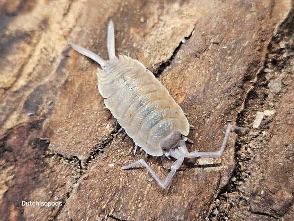 Porcellio nicklesi
