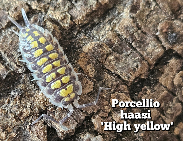 Porcellio haasi 'High yellow'