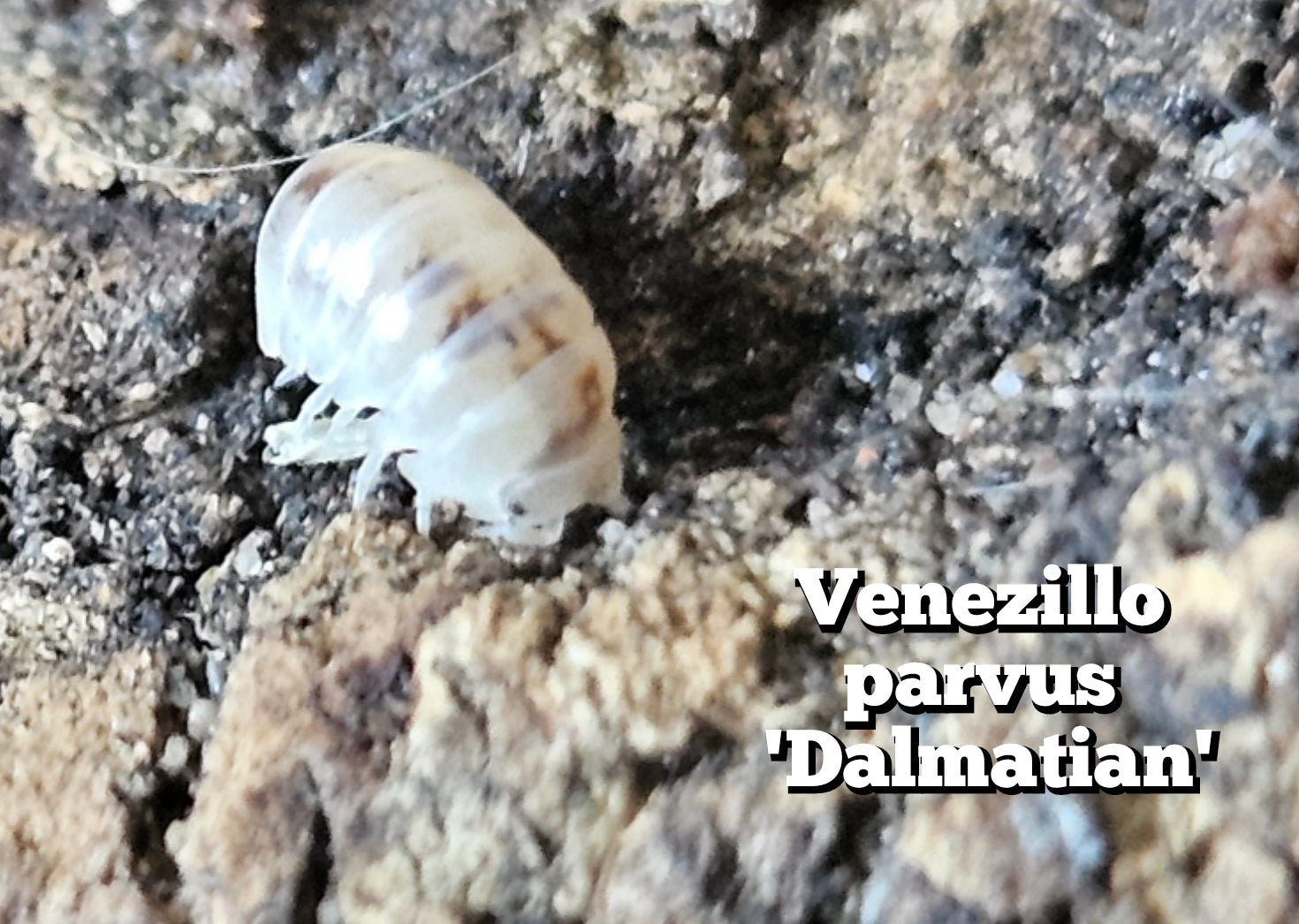 Venezillo parvus 'Dalmation'
