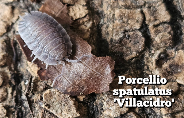 Porcellio spatulatus 'Villacidro'