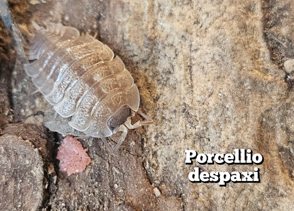 Porcellio despaxi