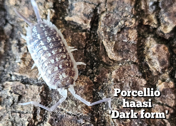 Porcellio haasi 'Dark form'