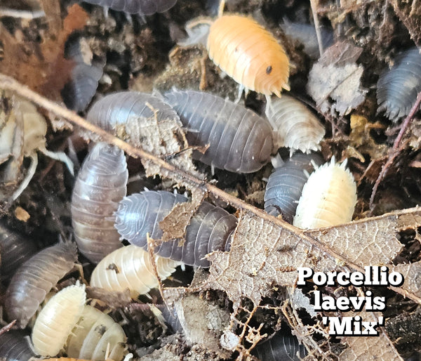 Porcellio laevis 'Mix'