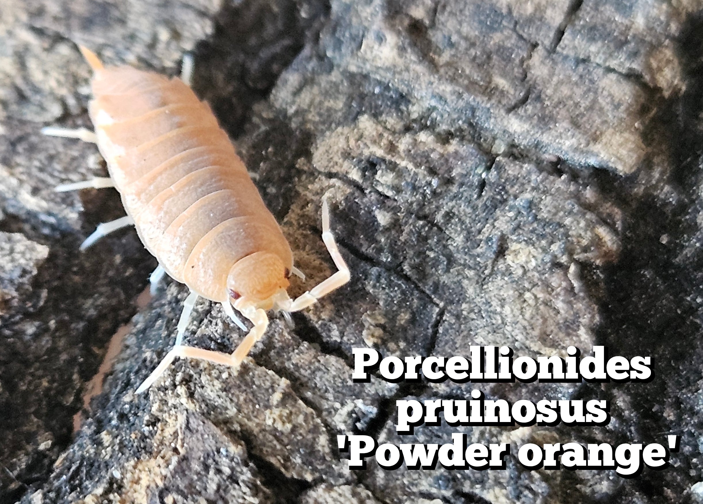 Porcellionidus pruinosus 'Powder orange'