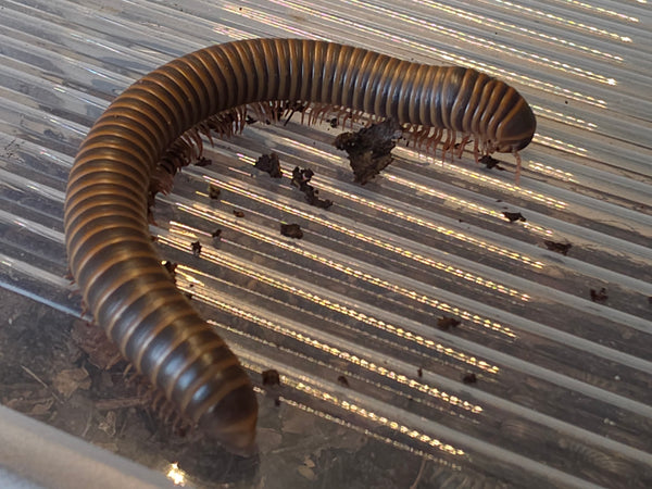 Narceus americanus