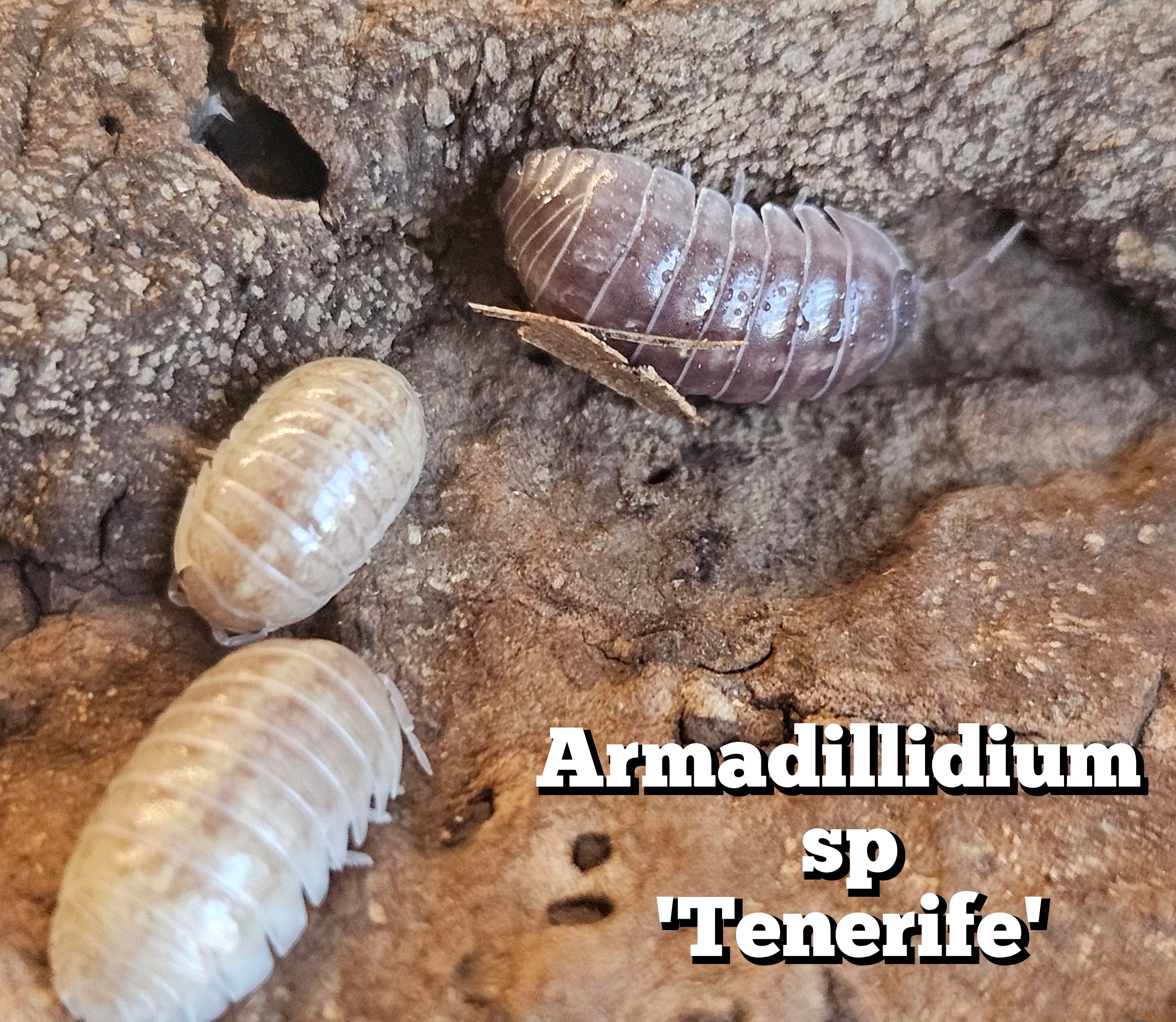 Armadillidium sp 'Tenerife'