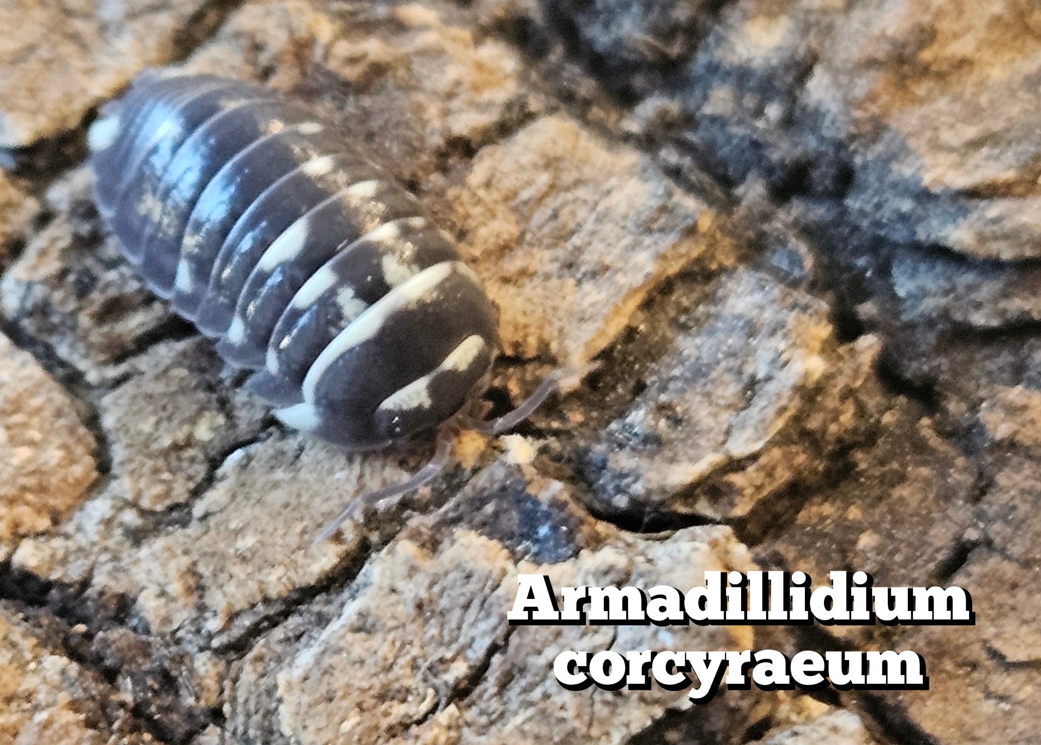 Armadillidium corcyraeum