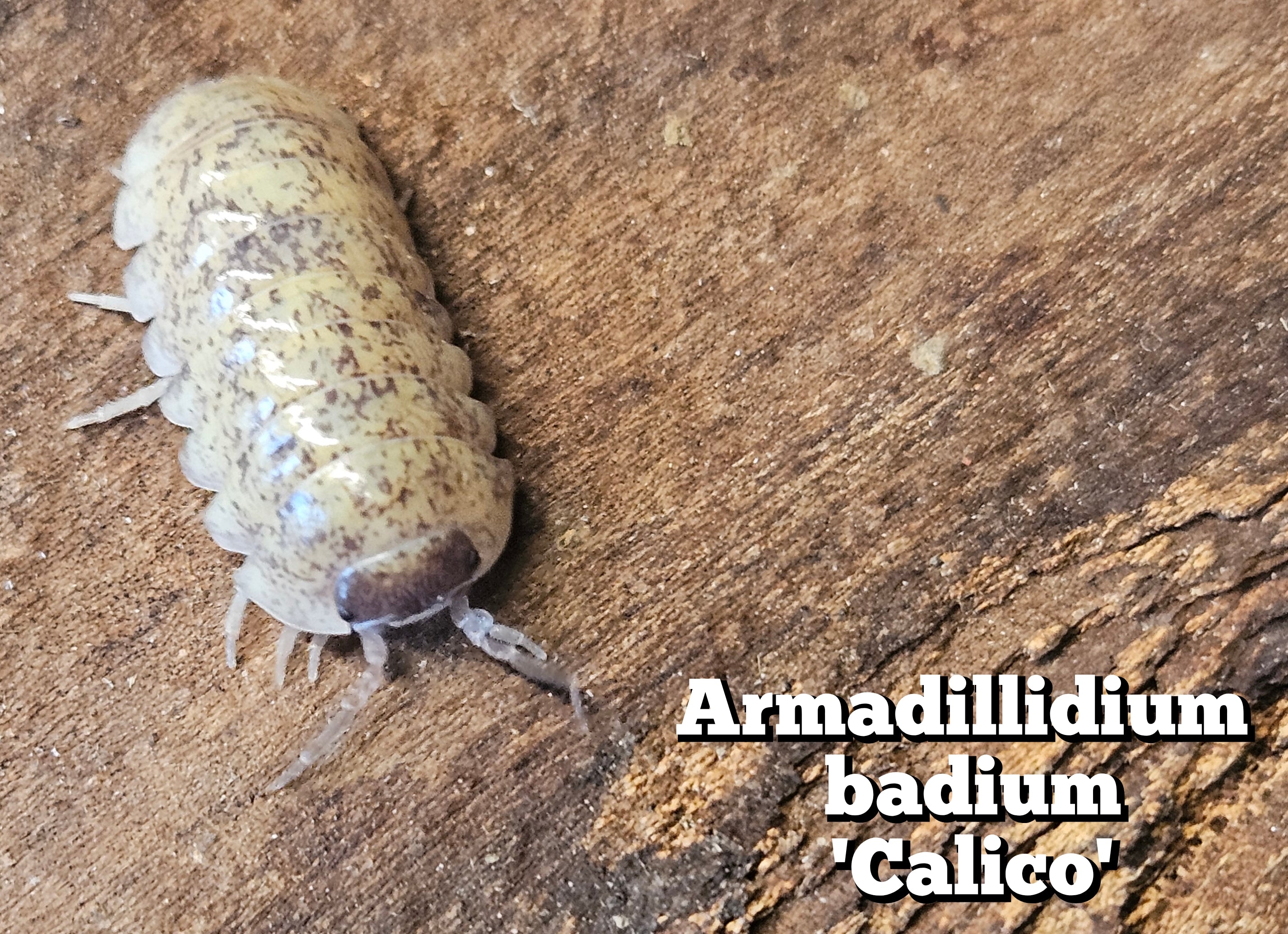 Armadillidium badium 'Calico'