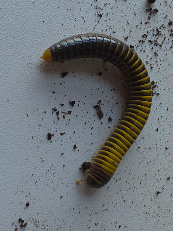 Salpidobolus sp 'Sulawesi'