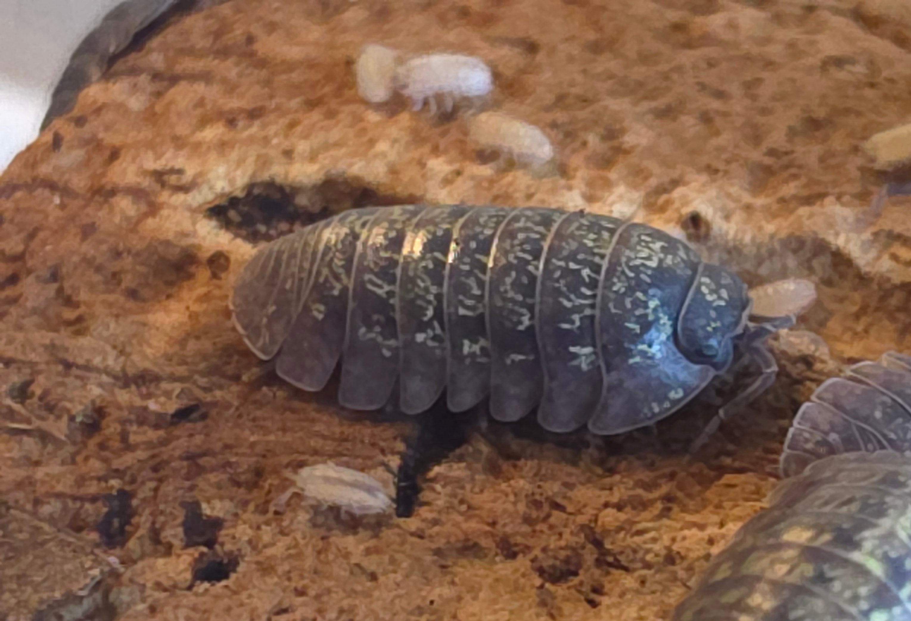Armadillidium sordidum
