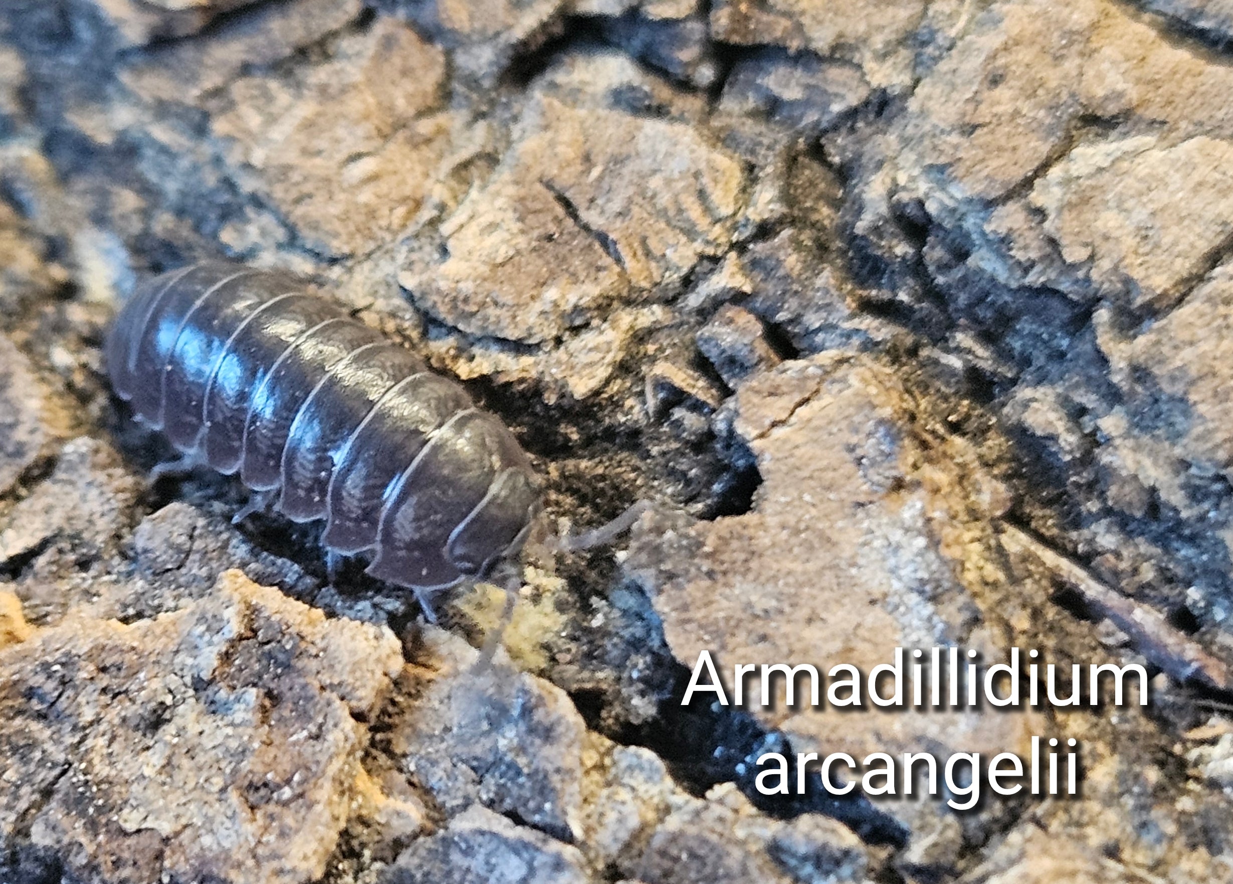 Armadillidium arcangelii
