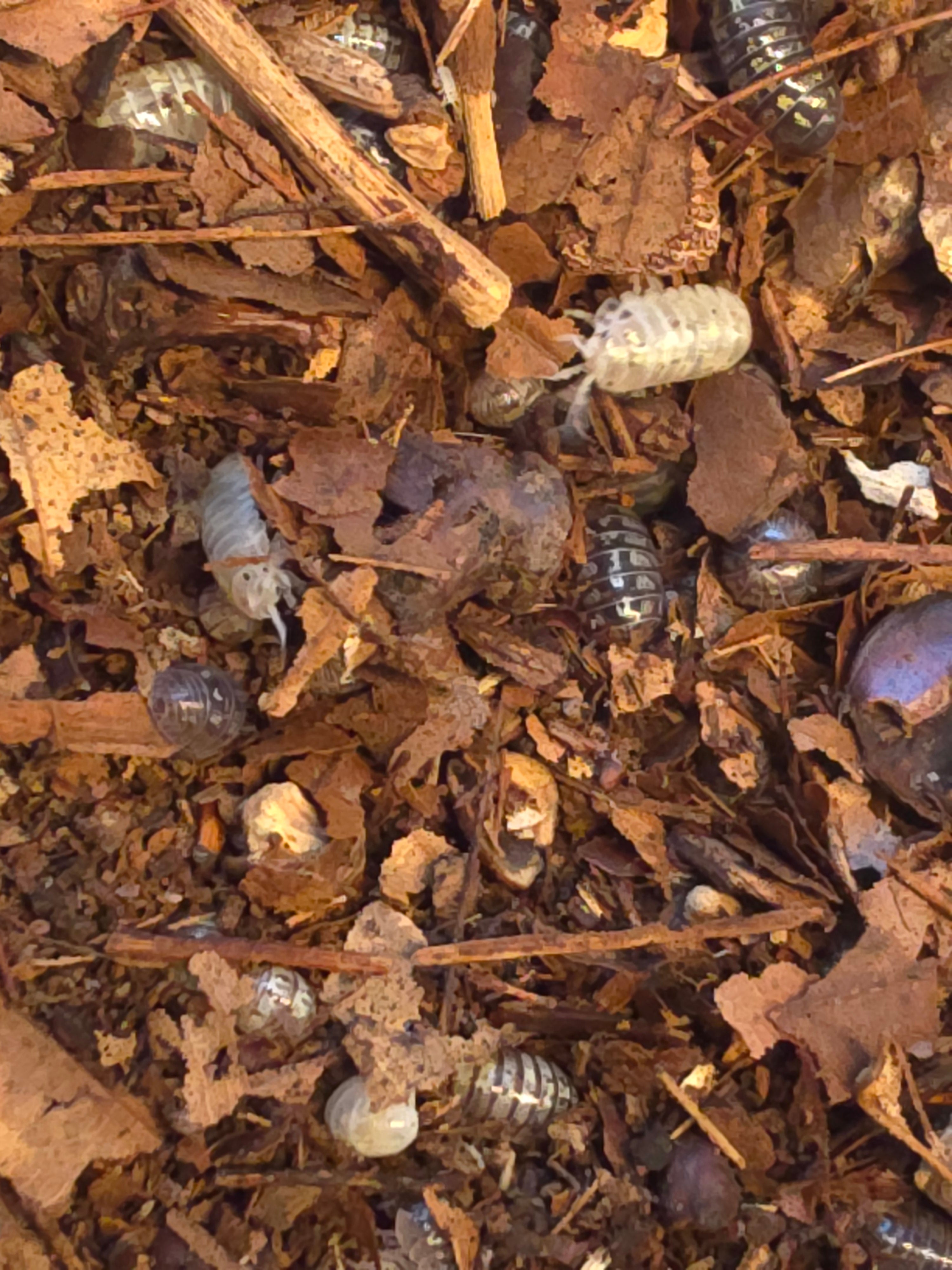 Armadillidium vulgare 'Mix'