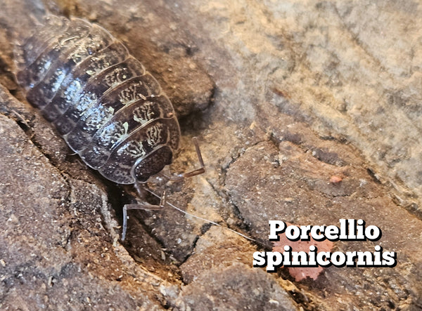 Porcellio spinicornis