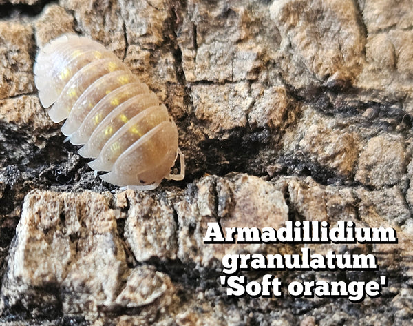 Armadillidium granulatum 'Soft orange'