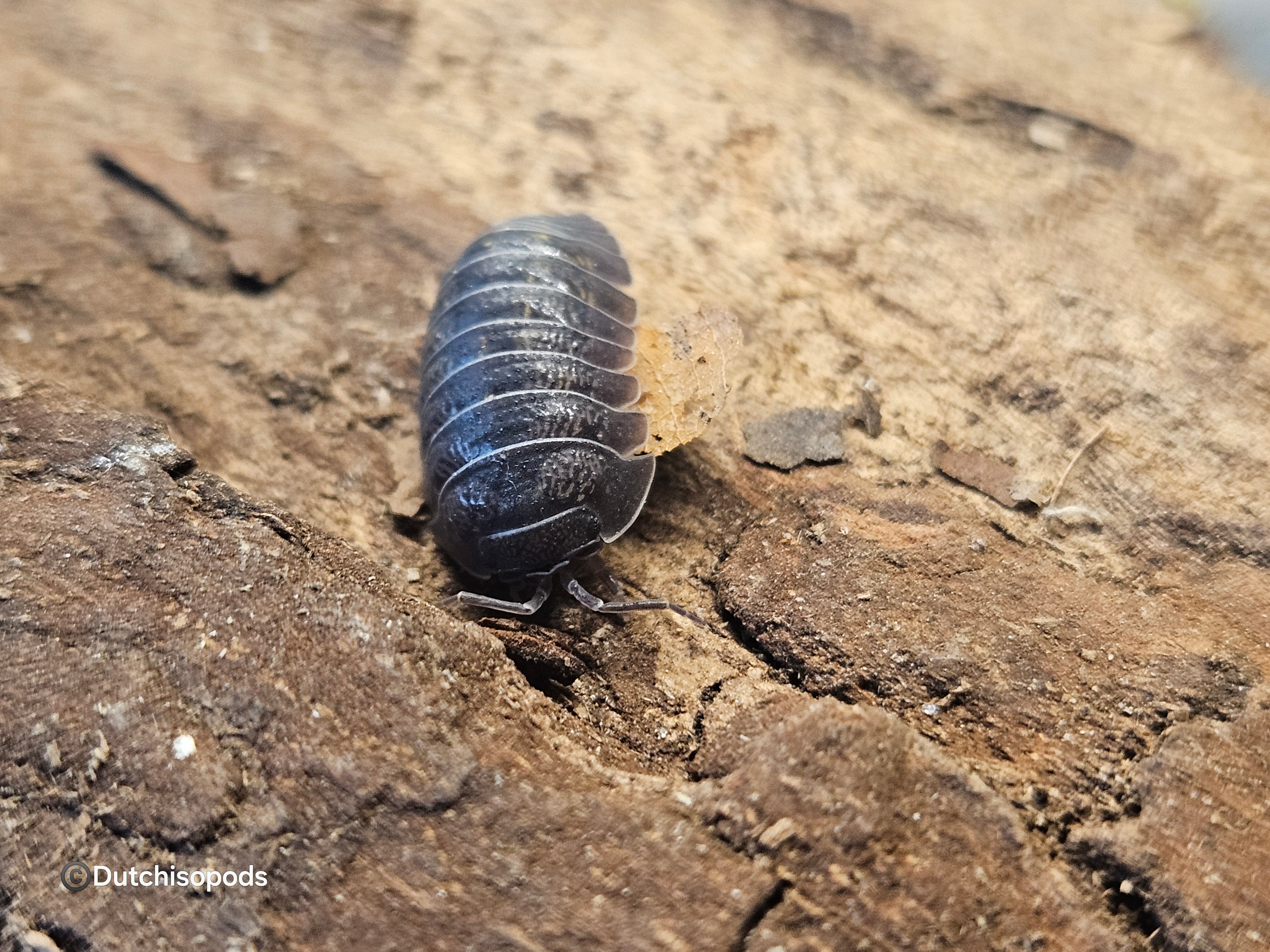 Armadillidium granulatum 'Sardinia'